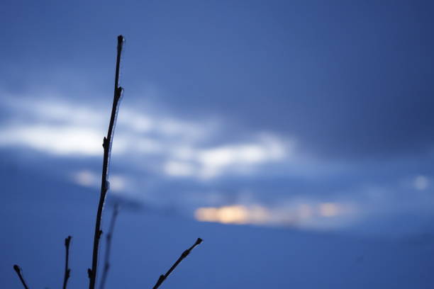 A frozen plant with ice on it on the peak of the mountain from Tromso, above the cable car Fjellheisen