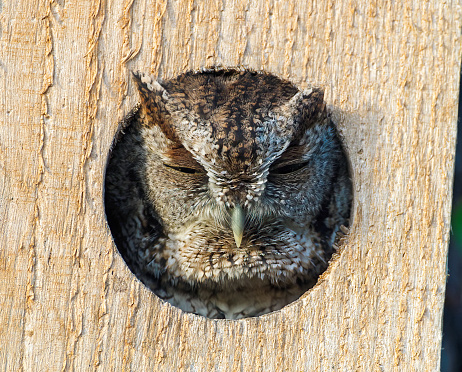 Grey morph eastern screech owl - Megascops asio - looking out of a wooden nesting box with super feather detail and texture.  relaxed and comfortable adorable and cute.  ear tufts