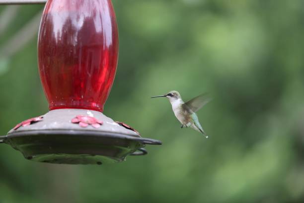 istock Hummingbird in mid-flight against  a red glass bird feeder 1813491325