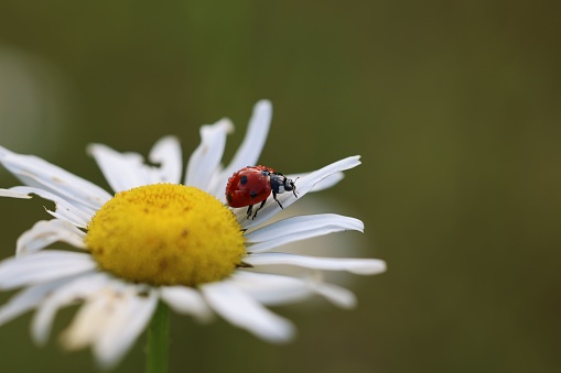 A close-up of a ladybug perched on a white daisy flower