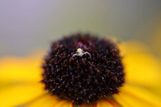 A macro of a tiny spider perched on a yellow flower