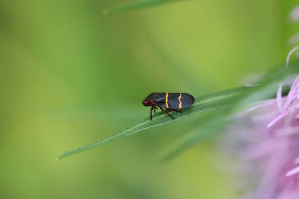 makro eines insekts, das auf einem langen, grünen blatt einer pflanze sitzt - insectoid stock-fotos und bilder