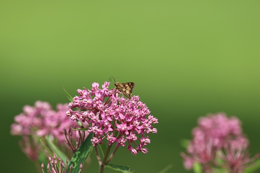 A closeup of a butterfly perched on a cluster of pink, daisy-like blooms
