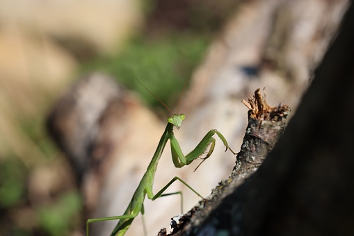 A closeup of a green praying mantis on a plant