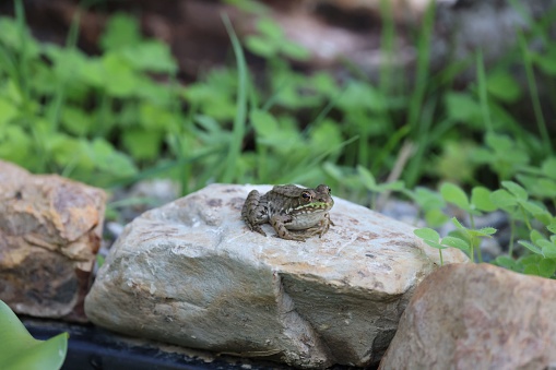 A vibrant green frog perched on a gray stone