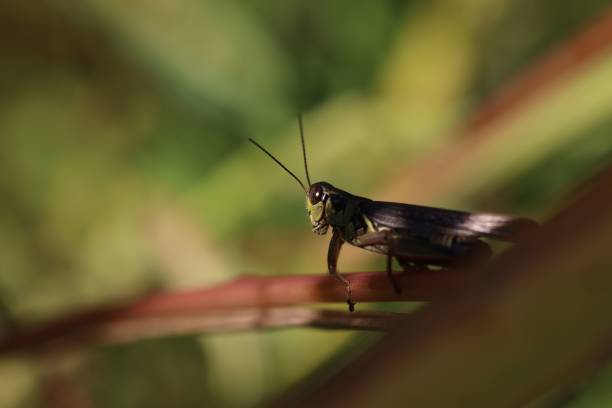 istock grasshopper resting on a stem of a plant with a blurred background 1813491356