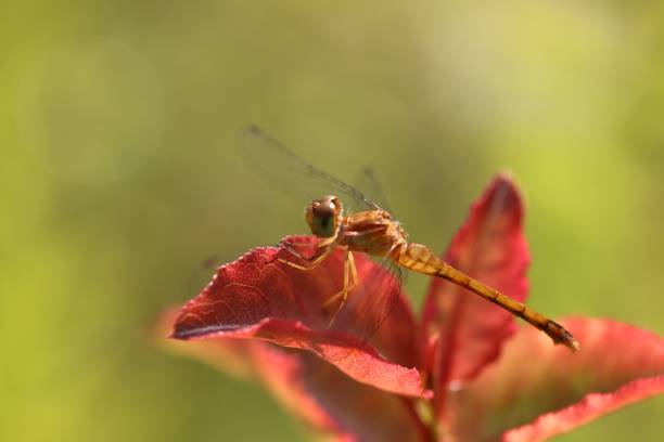 istock Close-up of a dragonfly perched on a red leaf in sunlight 1813491358