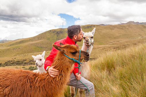 Portrait of tourist male solo traveler standing with two llamas alpacas at the top of the Pichincha's volcano mountain. \n\nTraveler in Quito, Pichincha, Ecuador.