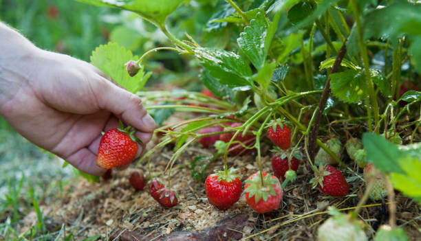 istock Picking strawberries in the organic fruit farm. 1813507908