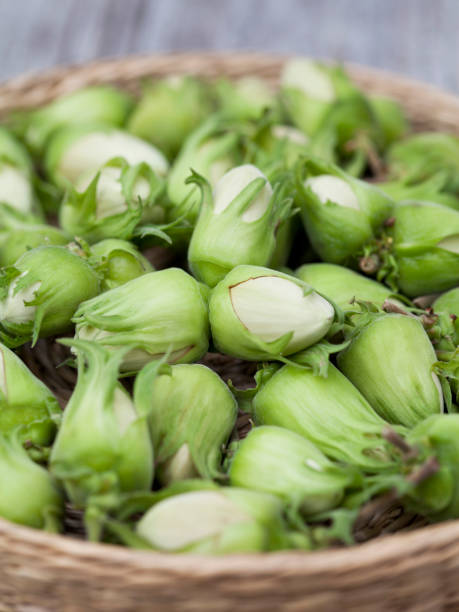 istock Hazelnut harvest - fresh, green hazelnuts on a gray wooden board background. 1813507962