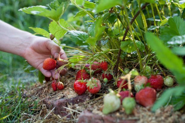 Picking strawberries in the organic fruit farm.