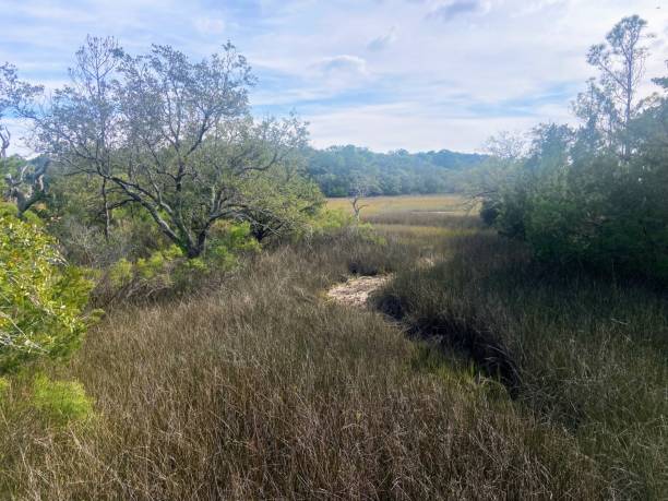 istock James Island County Park, South Carolina 1813509597