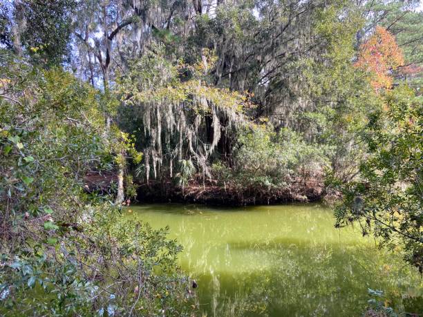 istock James Island County Park, South Carolina 1813510717