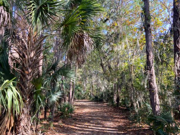 istock James Island County Park, South Carolina 1813510724