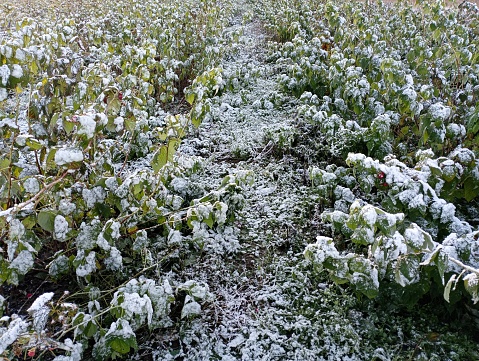 The first snow covered the raspberry plantation with a thin white layer. Winter has come on the raspberry field. Malinovp plantation in winter.