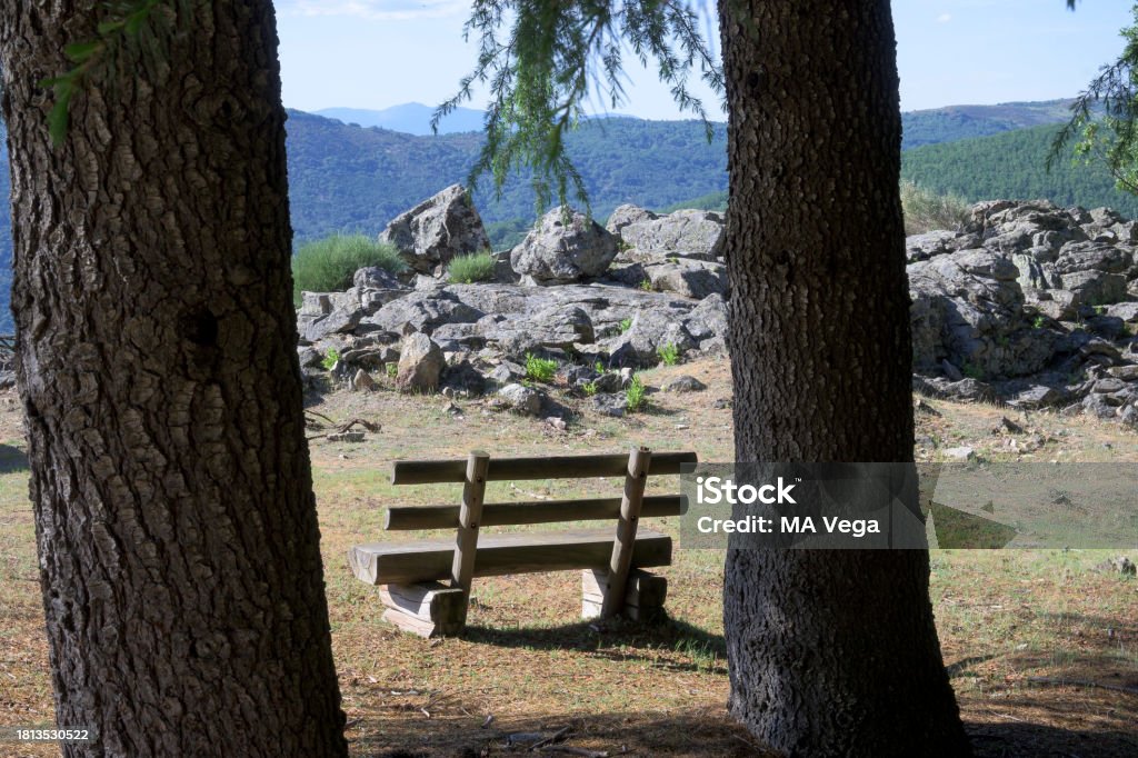 Wooden bench in nature between trees in the sun horizontally Bench Stock Photo
