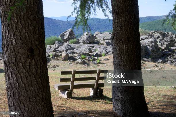 Wooden Bench In Nature Between Trees In The Sun Horizontally Stock Photo - Download Image Now