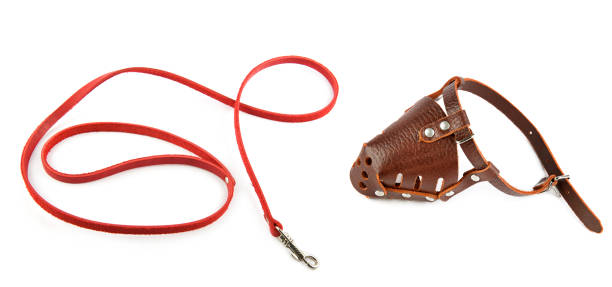 istock Dog leash and muzzle isolated on white. Collage. Wide photo. 1813535807