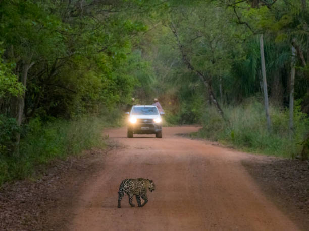 istock Jaguar in the headlights 1813545390