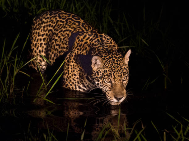 istock Jaguar in water at night 1813545393