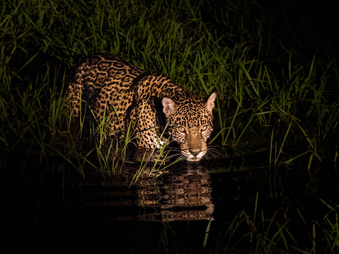 A jaguar is hunting in shallow water at night in the Pantanal. Reflection is seen in the water. Jaguar is looking at the camera.