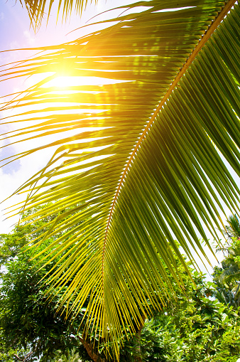 Coconut palm leaf against a background of blue sky and bright sun. Vertical photo.