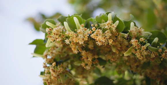 Linden tree flowers - foraging for a delicious herbal tea. Blooming Lime tree -  European Tilia Cordata.