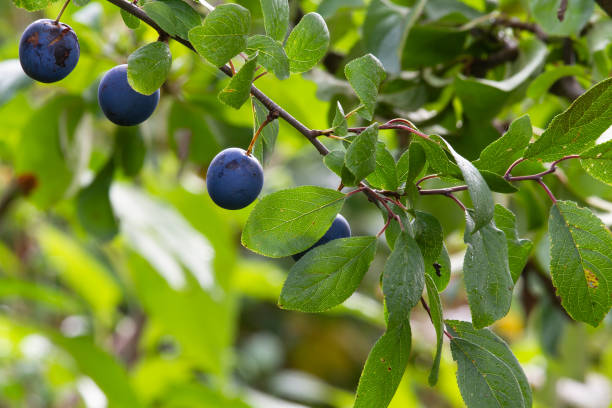 istock ripe wild plum fruits on a branch 1813566078