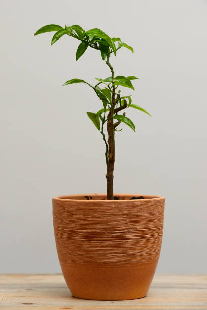istock tangerine seedling in a clay pot 1813569172