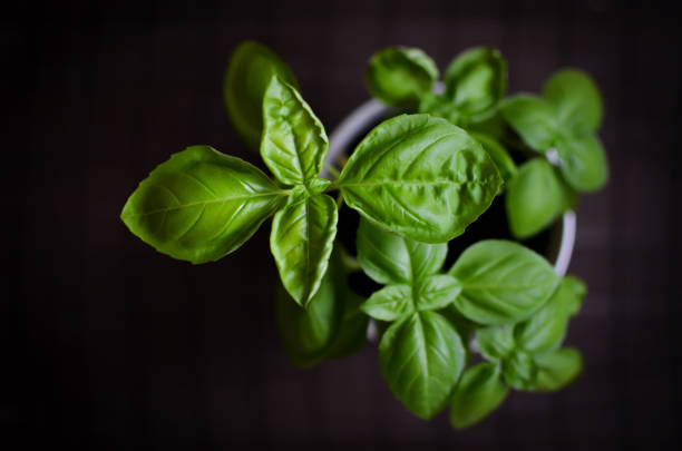 Fresh basil plant in the white pot from above on the dark background