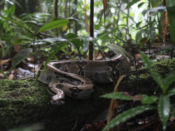 istock Becquer snake (Boa imperator) found in the tropical forests of Costa Rica 1813609380