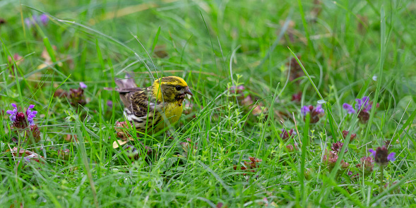 Daytime front view close-up of a single male yellow hammer bird (Emberiza citrinella) sitting in a meadow eating