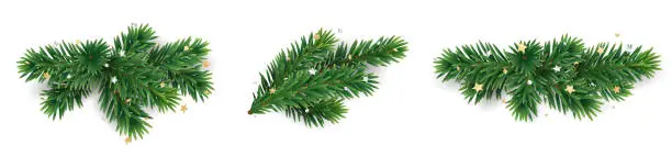 Vector illustration of Christmas tree branches on transparent background. Holiday fir tree decoration.