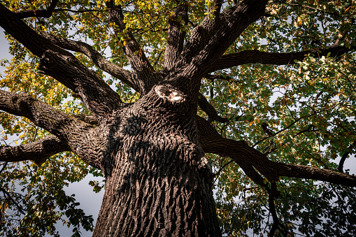 Close-up of an old oak tree crown with autumnal foliage.
