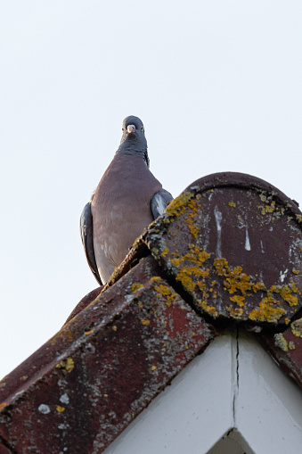 Daytime close-up from directly below of a single adult common wood pigeon (Columba palumbus) sitting on the ridge of a house with white rakes and weathered roof tiles