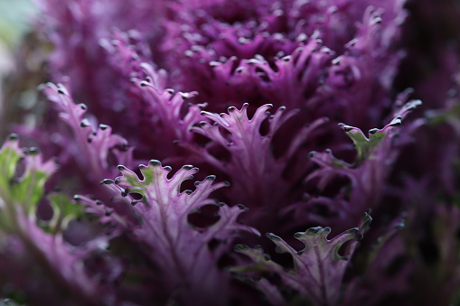 Close up of ornamental red cabbage