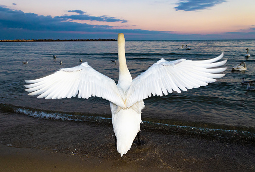 Bright white swan standing at the beach with outstretched wings looking to the distant horizon with twilight skies over Black Sea ,Varna city ,Bulgaria