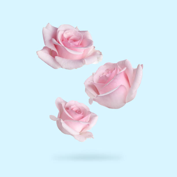 istock Beautiful pink roses falling on pastel light blue background 1813649577