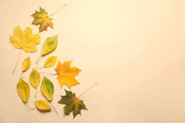 istock Beautiful autumn leaves on beige background, flat lay. Space for text 1813650195