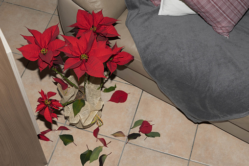 Wilting red poinsettia with falling leaves on tile floor, indicating common issues in plant care during the festive season.Flower care concept