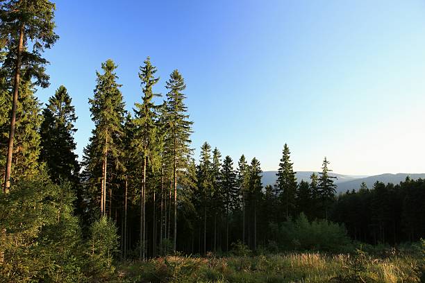 istock View of a forest in the mountains 181365793