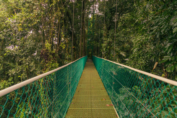 istock Green suspension bridge in the rain forest 1813661901