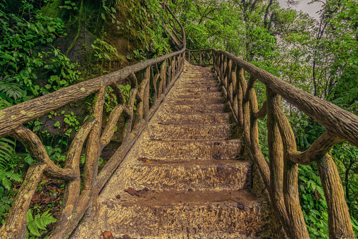 Looking up mud stairs in the trees, Cosa Rica