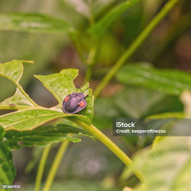 Stolas Siting A Stolas Cucullata Sitting On A Leaf Stock Photo - Download Image Now ...