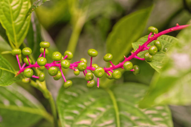 Macro of vibrant Phytolacca rivinoides