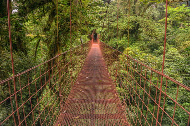 istock Red hanging bridge in the cloud forest 1813661969