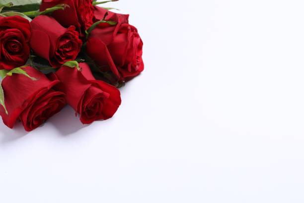 istock Beautiful red roses on white background, space for text 1813662469