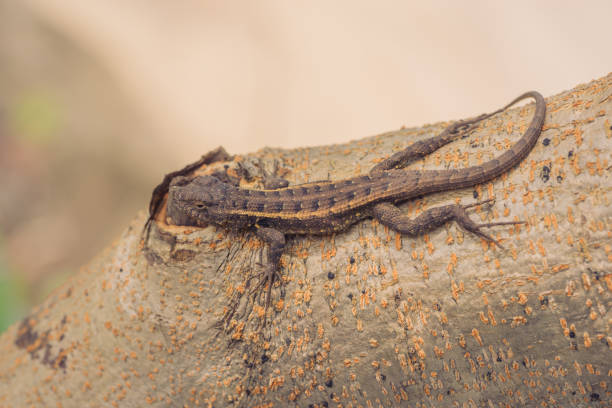 istock Macro of a Rose-Bellied Lizard 1813662696