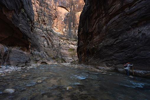 Female walking in the river using walking sticks and carrying backpacks in the Narrows at Zion national park Utah. The woman also clings to rock