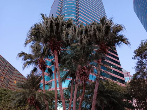 istock Can't imagine, palm trees on rooftop more green than tropical forest 1813676788